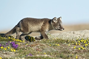 Pups Prints: Arctic Fox (Alopex lagopus) cub, walking on tundra, Nunavut, Canada, July