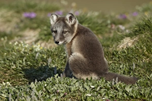 Pups Prints: Arctic Fox (Alopex lagopus) cub