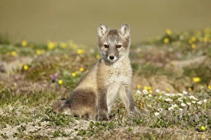 Pups Prints: Arctic Fox (Alopex lagopus) cub, sitting on tundra, Nunavut, Canada, July