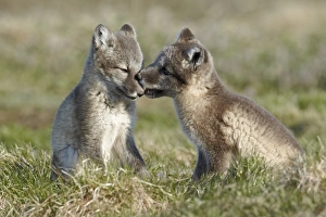 Interacting Prints: Arctic Fox (Alopex lagopus) two cubs, playing, Nunavut, Canada, July