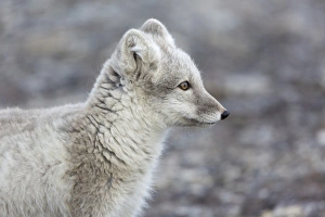Carnivore Prints: Arctic Fox (Vulpes lagopus) adult