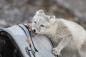 Arctic Fox (Vulpes lagopus) adult, investigating photographer rucksack, Boltodden, Spitsbergen, Svalbard, August