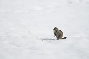 Yukon Prints: Arctic Ground Squirrel (Spermophilus parryii) adult