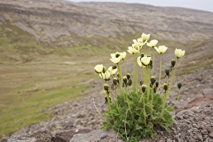 Yellow Prints: Arctic Poppy (Papaver radicatum) flowering, growing in tundra habitat, Iceland, June
