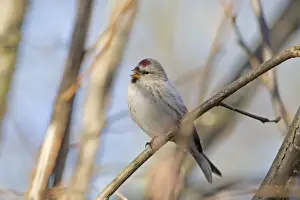 Finches Prints: Arctic Redpoll (Carduelis hornemanni) adult female / first winter plumage