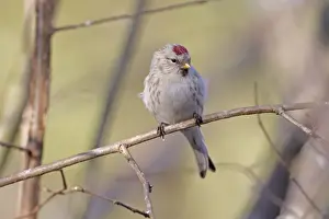 Arctic Redpoll (Carduelis hornemanni) adult female / first winter plumage, perched in hazel twig, Norfolk, England, january