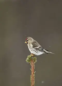 Arctic Redpoll (Carduelis hornemanni) adult female / first winter plumage
