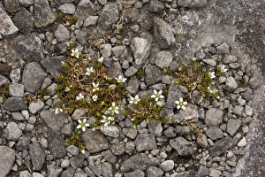 County Prints: Arctic Sandwort (Arenaria norvegica ssp)
