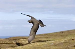 Arctic Skua (Stercorarius parasiticus) dark morph, adult, in flight, Shetland Islands, Scotland, june
