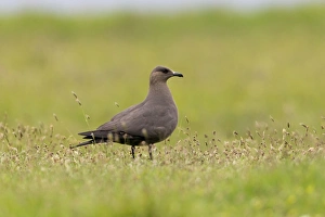 Arctic Skua (Stercorarius parasiticus) dark phase, adult, standing on grass, Noss, Shetland Islands, Scotland, June