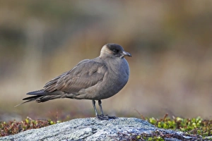 Arctic Skua (Stercorarius parasiticus) dark phase, adult, standing on rock, Flatanger, Norway, June