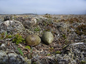 Seabird Prints: Arctic Skua (Stercorarius parasiticus) two eggs in nest
