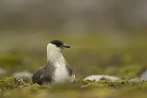 Arctic Skua (Stercorarius parasiticus) light phase, adult, sitting on ground, Svalbard, june