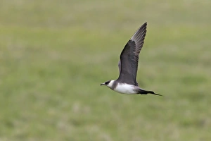 Arctic Skua (Stercorarius parasiticus) pale phase, adult, in flight, Noss, Shetland Islands, Scotland, June