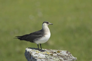 Arctic Skua (Stercorarius parasiticus) pale phase, adult, standing on rock in breeding ground, Mousa Island, Shetland Islands, Scotland