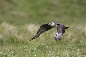 Arctic Skua (Stercorarius parasiticus) pale phase, adult, in low flight, Shetland Islands, Scotland, june