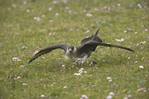 Arctic Skua (Stercorarius parasiticus) pale phase, adult, in threatening display on ground, Mousa Island, Shetland Islands, Scotland