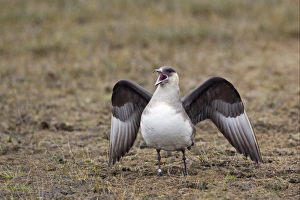 Arctic Skua (Stercorarius parasiticus) pale phase, adult, calling and spreading wings, Shetland Islands, Scotland, june