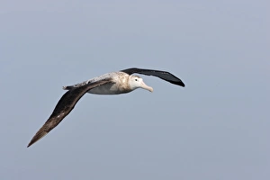 Arctic Skua (Stercorarius parasiticus) pale phase, adult, in flight over sea, Mousa Island, Shetland Islands, Scotland