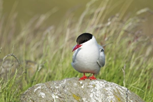 Arctic Tern (Sterna paradisea) adult, breeding plumage, standing on rock, Iceland, June