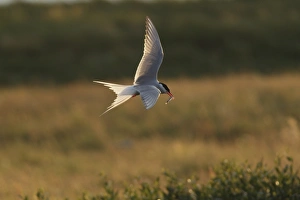 Arctic Tern (Sterna paradisea) adult, breeding plumage, in flight, with sand-eel in beak, backlit in evening sunlight