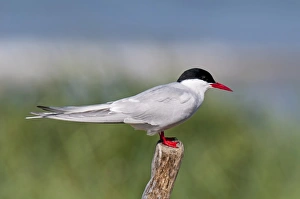 Seabird Prints: Arctic Tern (Sterna paradisea) adult