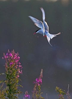 Terns Prints: Arctic Tern (Sterna paradisea) adult