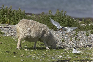 Defence Prints: Arctic Tern (Sterna paradisea) adult