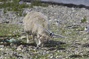 Arctic Tern (Sterna paradisea) adult, aggressive display to domestic sheep near nestsite, Mainland, Shetland Islands, Scotland