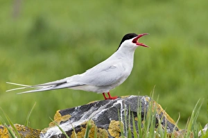 Terns Prints: Arctic Tern (Sterna paradisea) adult