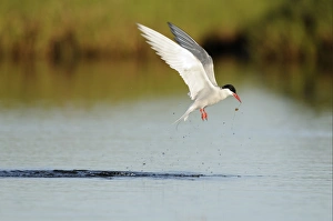 Arctic Tern (Sterna paradisea) adult, in flight, emerging from water with food, Iceland, June