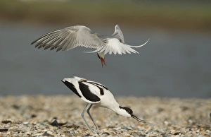 Arctic Tern (Sterna paradisea) adult, in flight, attacking Eurasian Avocet (Recurvirostra avosetta) adult
