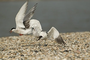 Arctic Tern (Sterna paradisea) adult, in flight, attacking Eurasian Avocet (Recurvirostra avosetta) adult