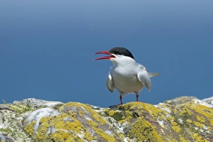 Terns Prints: Arctic Tern (Sterna paradisea) adult