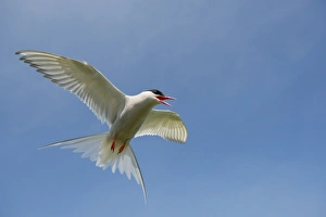 Arctic Tern (Sterna paradisea) adult, in flight, mobbing behaviour, Northumberland, England, July