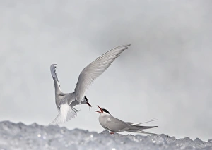 Anniversary Prints: Arctic Tern (Sterna paradisea) adult pair