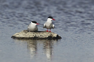 Terns Prints: Arctic Tern (Sterna paradisea) adult pair