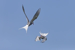 Arctic Tern (Sterna paradisea) two adults, in flight over nesting colony, fighting during territorial dispute