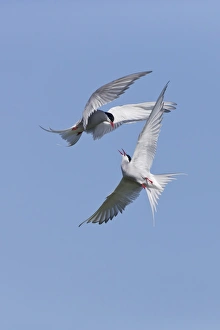 Arctic Tern (Sterna paradisea) two adults, in flight over nesting colony, fighting during territorial dispute