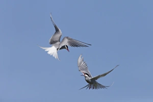 Arctic Tern (Sterna paradisea) two adults, in flight over nesting colony, fighting during territorial dispute