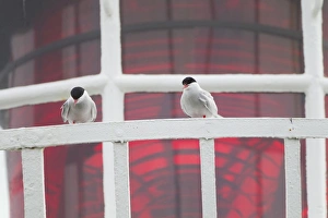 Terns Prints: Arctic Tern (Sterna paradisea) two adults