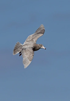 Arctic Tern (Sterna paradisea) two adults, in flight over nesting colony, fighting during territorial dispute