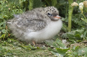 Terns Prints: Arctic Tern (Sterna paradisea) chick