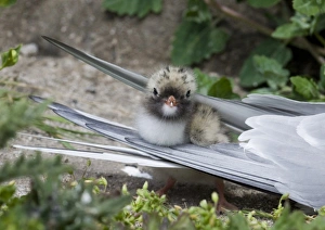 Arctic Tern (Sterna paradisea) chick, standing amongst feathers of adult, Inner Farne, Farne Islands, Northumberland, England, summer