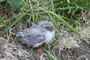 Arctic Tern (Sterna paradisea) chick, standing on nest, Farne Islands, Northumberland, England, June