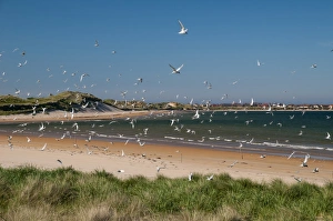 Seabird Prints: Arctic Tern (Sterna paradisea) flock