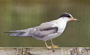 Seabird Prints: Arctic Tern (Sterna paradisea) juvenile