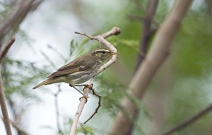 Arctic Warbler (Phylloscopus borealis) adult, wintering migrant, perched on twig, Candaba Marsh, Luzon Island, Philippines