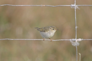 Fence Prints: Arctic Warbler (Phylloscopus borealis) immature