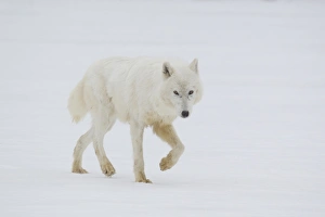 Grey Prints: Arctic Wolf (Canis lupus arctos) adult
